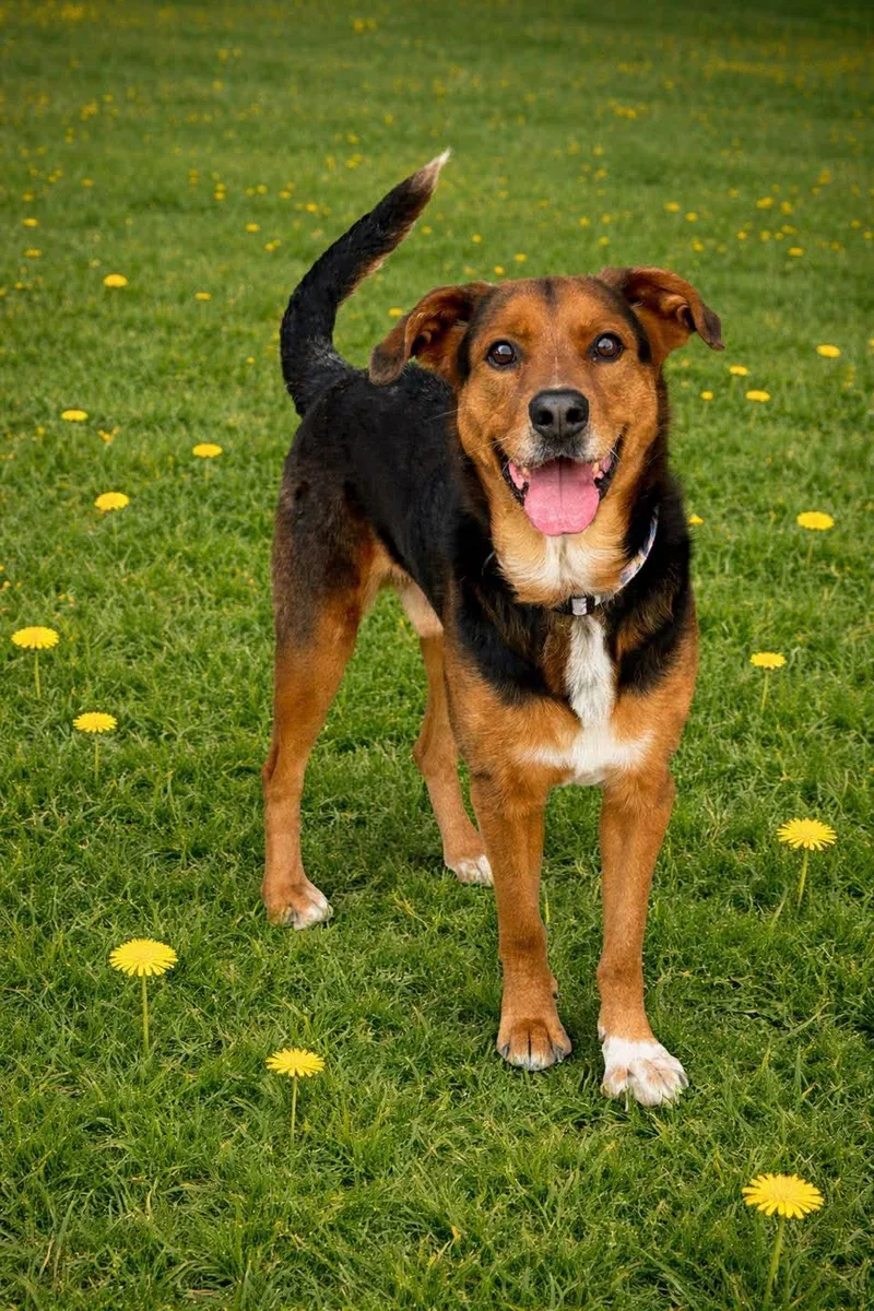 An adult medium-sized male Shepherd dog named Big Mac for adoption in Atchison, KS