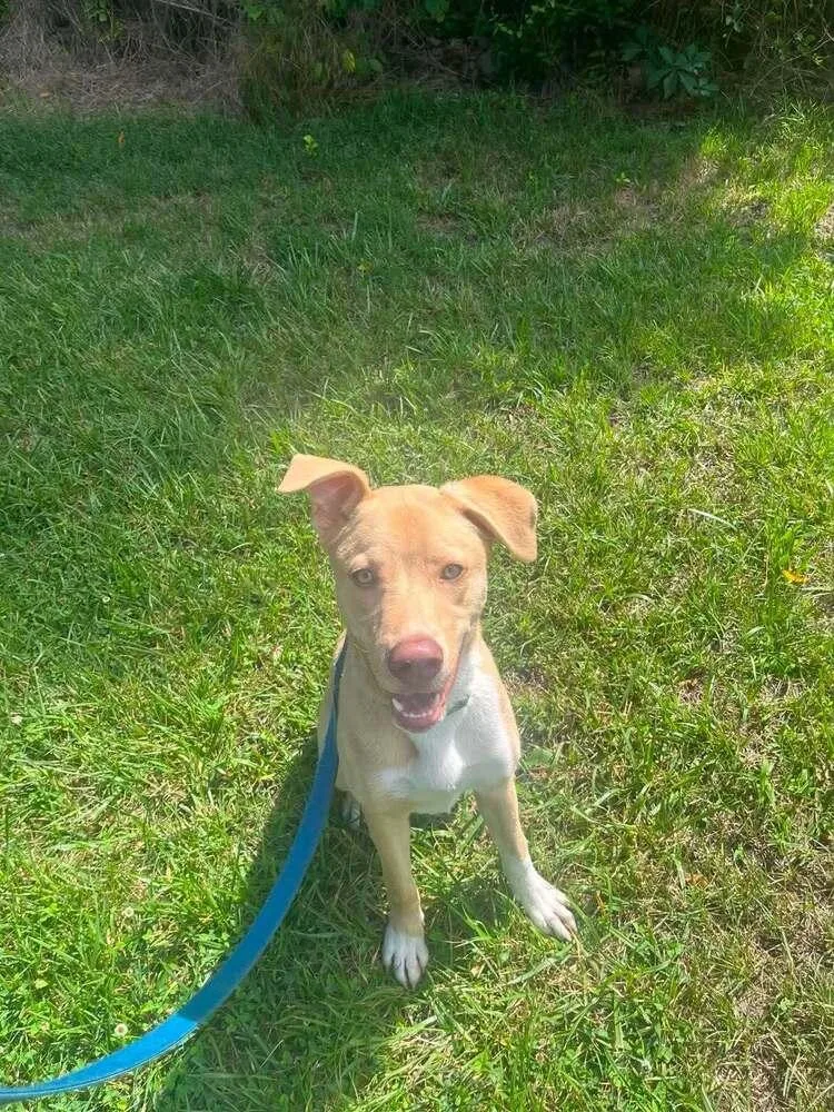 A young medium-sized male Terrier dog named Reed for adoption in Candler, NC