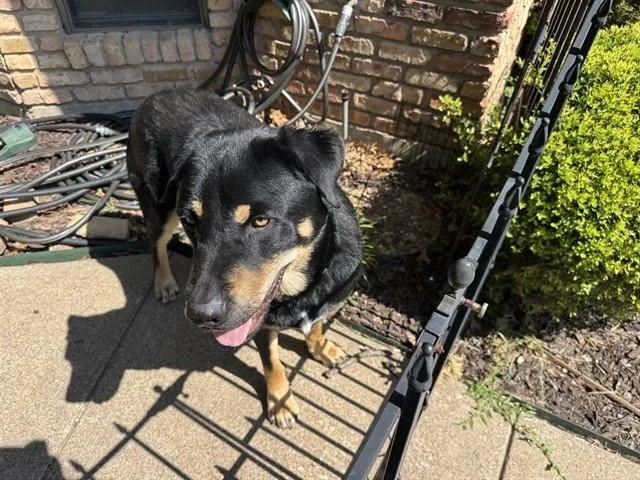 A young large-sized male Rottweiler dog named Max for adoption in Garland, TX