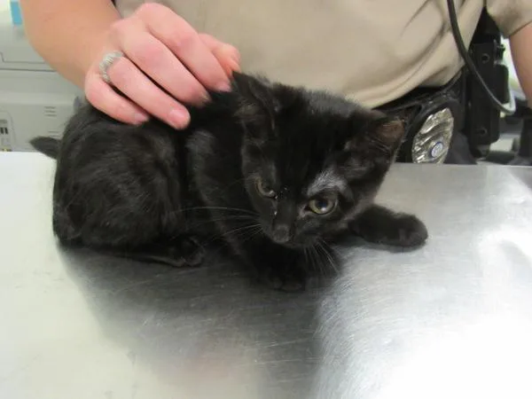 An adult small-sized female Domestic Short Hair cat named If Onyx for adoption in Lawrenceville, GA