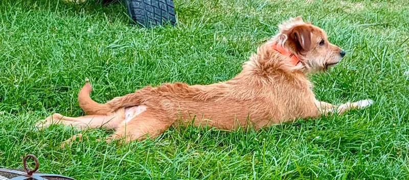 An adult medium-sized male Terrier dog named Curtis for adoption in Sterling Heights, MI