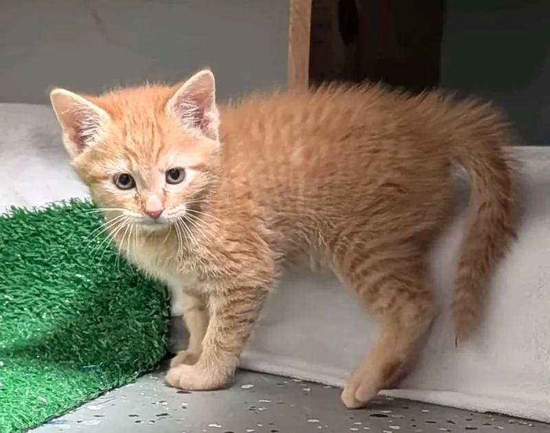 A baby medium-sized male Domestic Short Hair cat named Rozy for adoption in Johnson City, TN