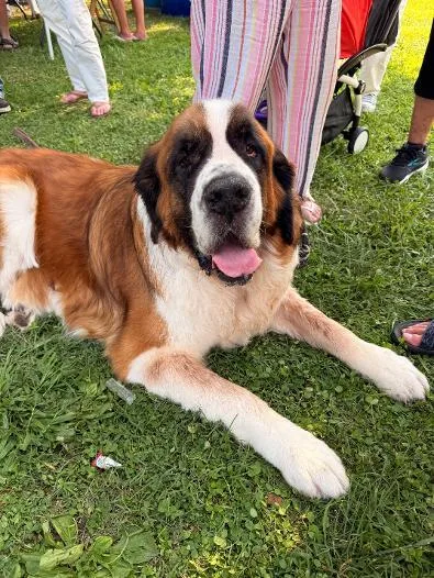 An adult extra large-sized male Tricolor (Brown, Black, & White) Saint Bernard dog named Astro for adoption in Saluda, VA