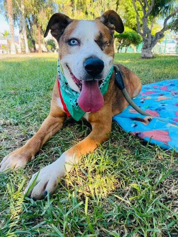 A senior medium-sized male Shepherd dog named Milo for adoption in San Diego, CA