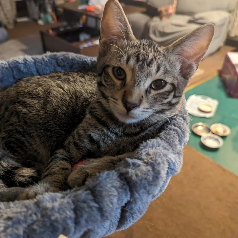 An adult medium-sized male Brown / Chocolate Domestic Short Hair cat named Aries for adoption in Brea, CA