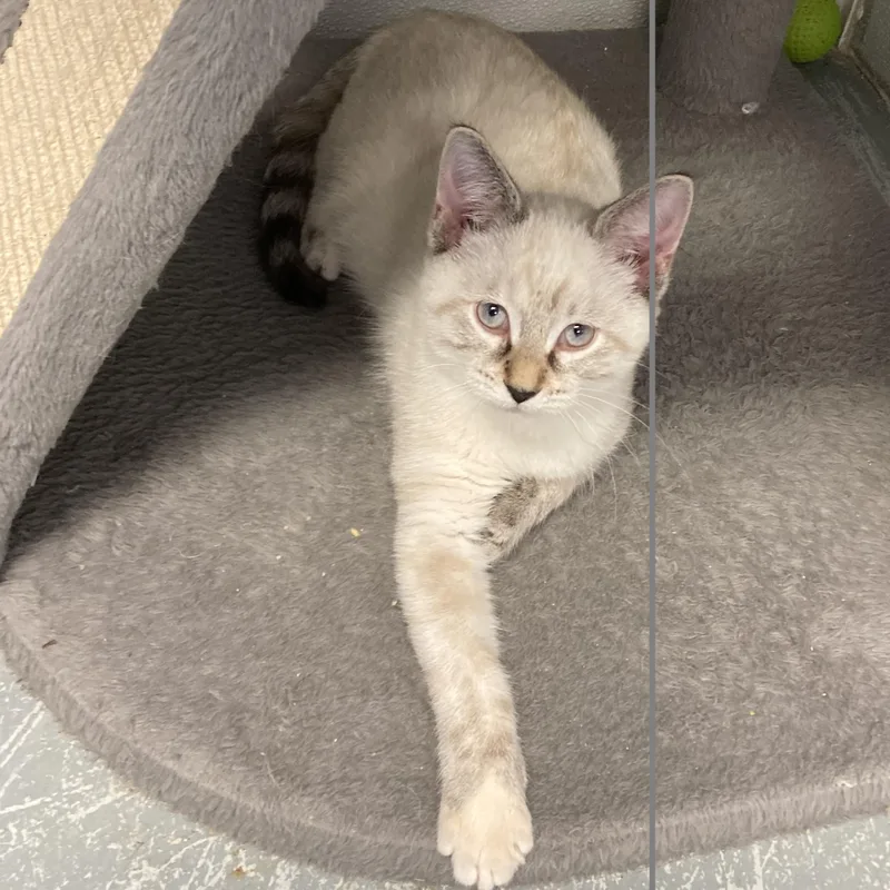 A baby medium-sized female Seal Point Domestic Short Hair cat named Mystic for adoption in Wilmington, OH