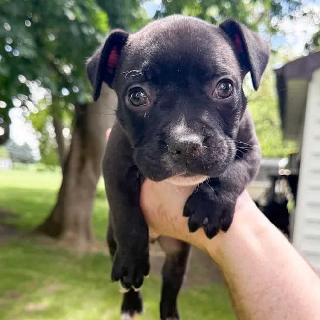 A baby medium-sized male American Bully dog named Oakley for adoption in Toledo, OH