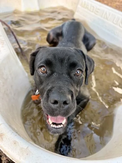 An adult large-sized female Mixed Breed dog named Corsage for adoption in Chamblee, GA