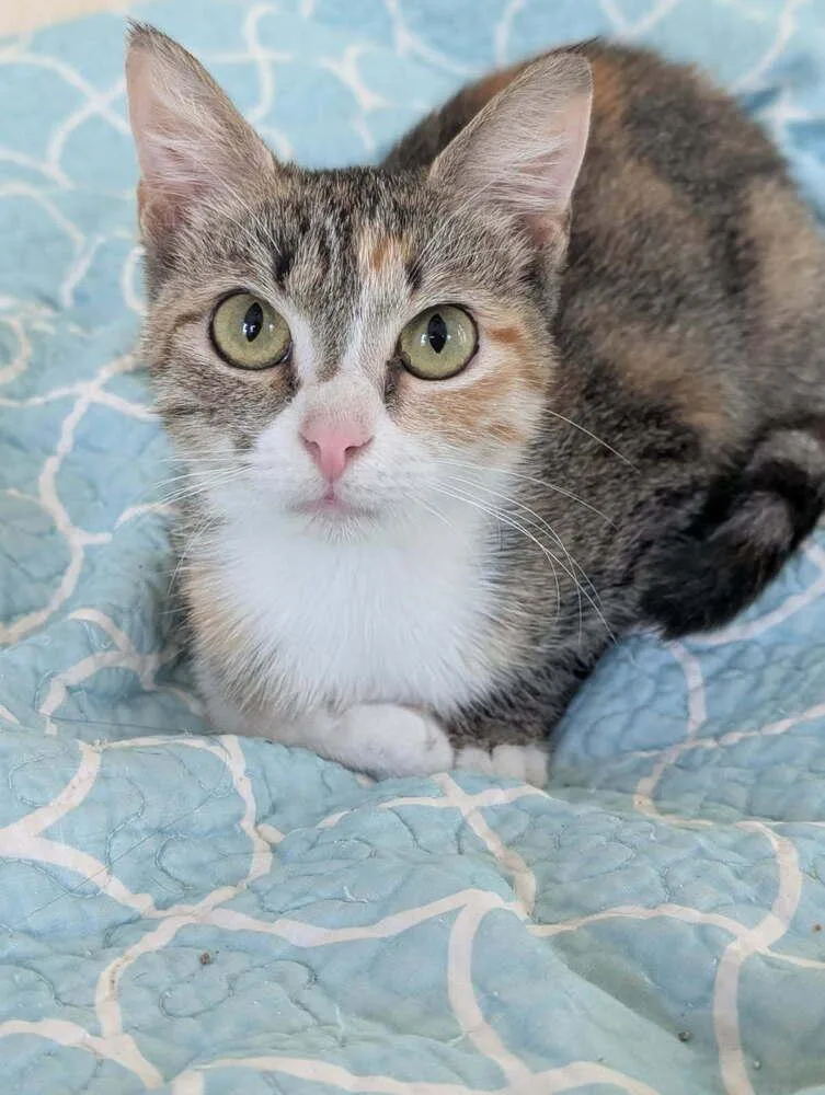 Cindy Lou Who thumbnail 2