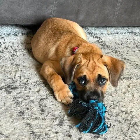 A baby small-sized male Brown / Chocolate Pug dog named Forest for adoption in Alma, WI