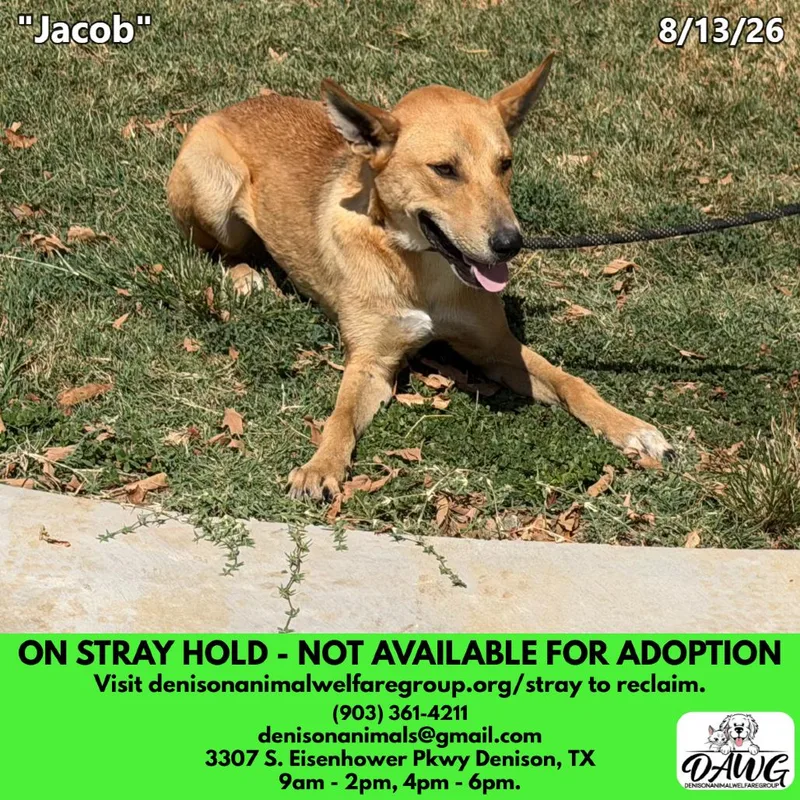 A young medium-sized male Yellow / Tan / Blond / Fawn Mixed Breed dog named Jacob for adoption in Denison, TX