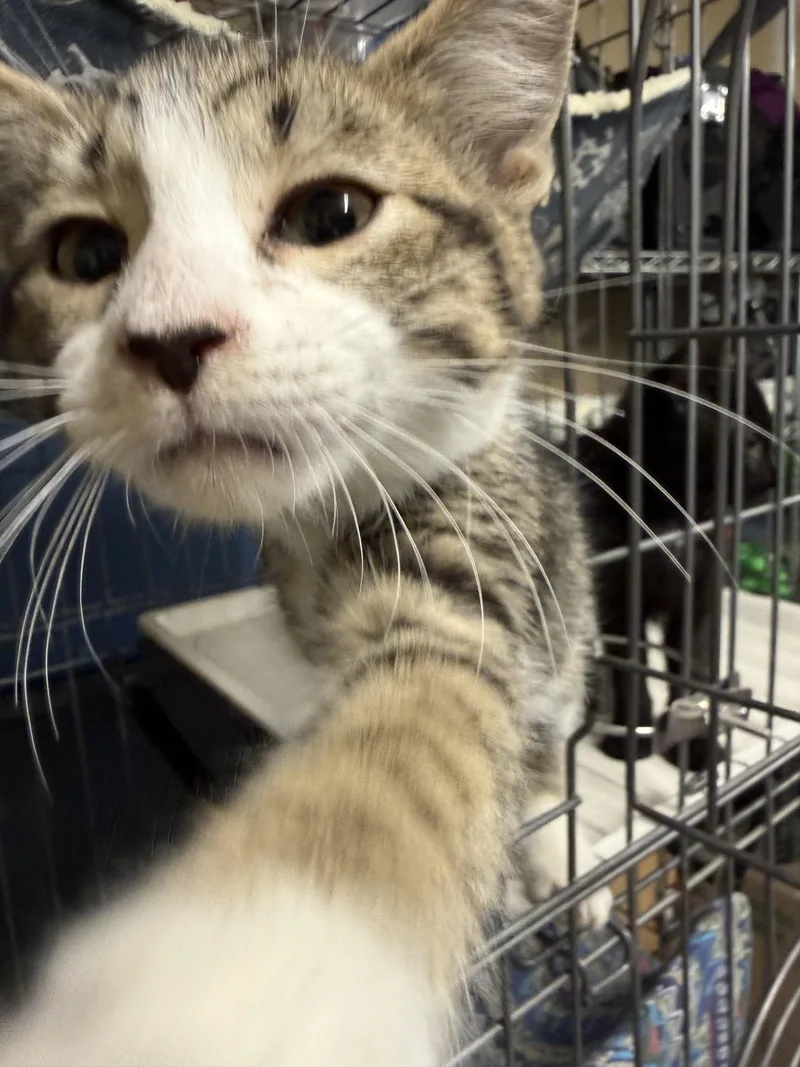 A baby medium-sized male Tabby (Brown / Chocolate) Domestic Short Hair cat named Popsicle for adoption in Fort Collins, CO