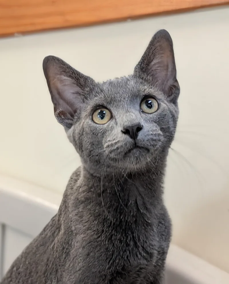 A young large-sized male Gray / Blue / Silver Domestic Short Hair cat named Gary for adoption in Decatur, IL
