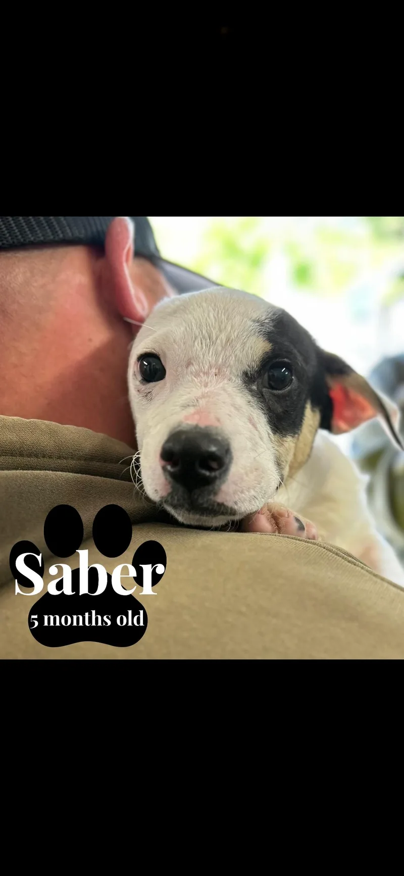 A young small-sized male Chihuahua dog named Saber for adoption in seaside heights, NJ