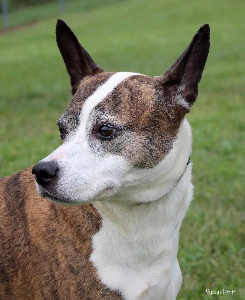 Milkshake thumbnail 2