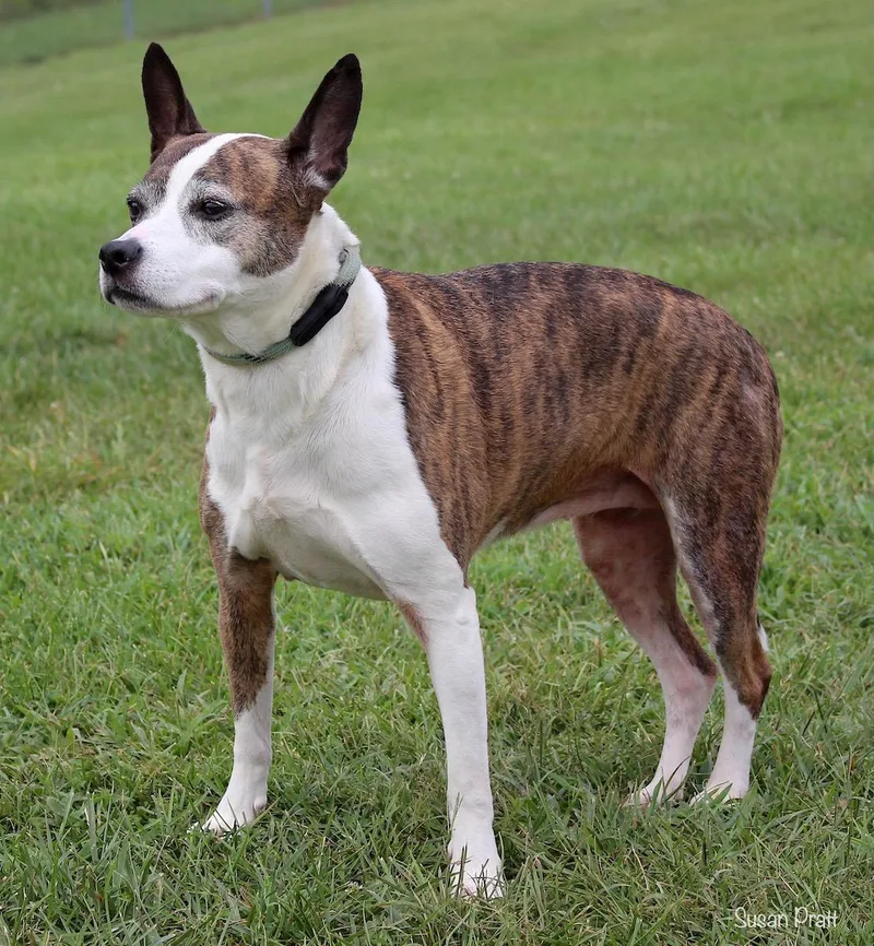 Milkshake thumbnail 3