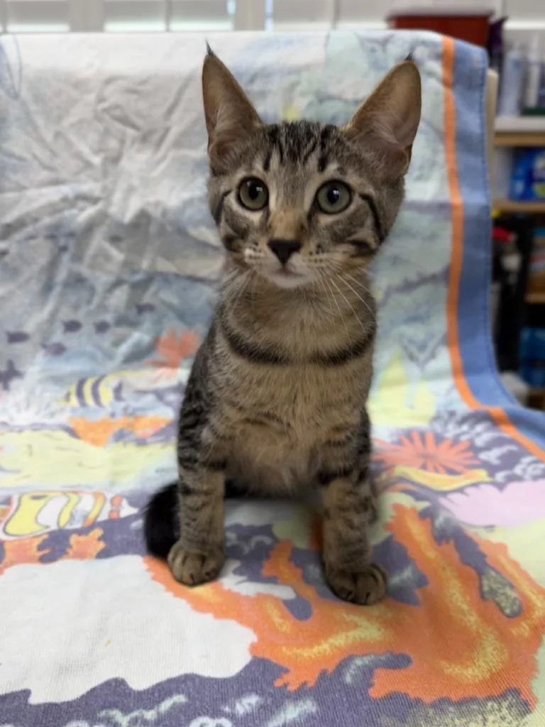 A baby medium-sized male Domestic Short Hair cat named Rummy for adoption in Vacaville, CA