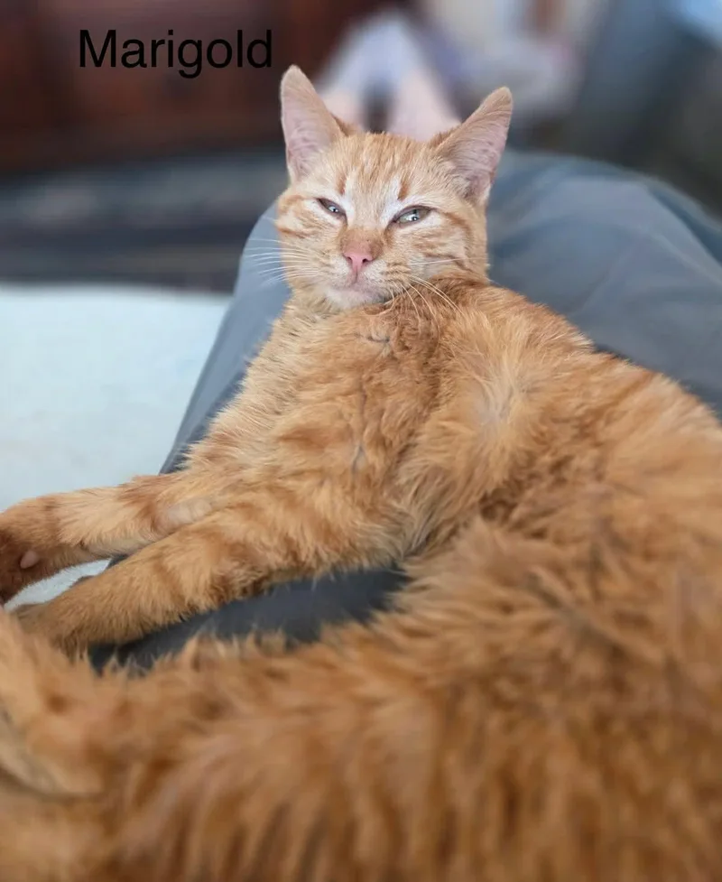 Marigold