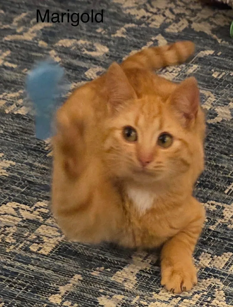 Marigold thumbnail 3