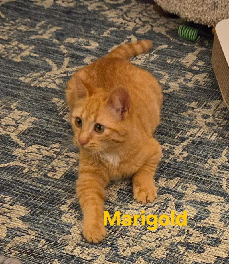 Marigold thumbnail 4