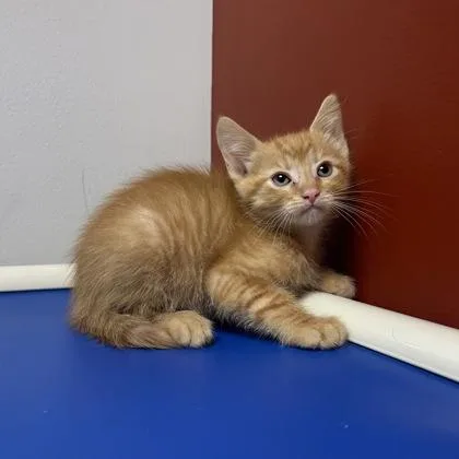 A baby small-sized male Domestic Short Hair cat named Carter for adoption in Janesville, WI