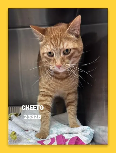 An adult large-sized male Orange & White Domestic Medium Hair cat named Cheeto for adoption in Marietta, GA