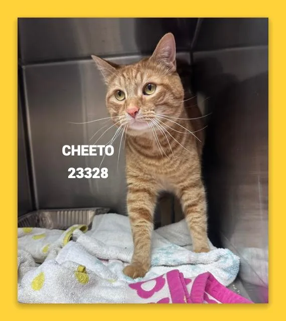 Cheeto thumbnail 2