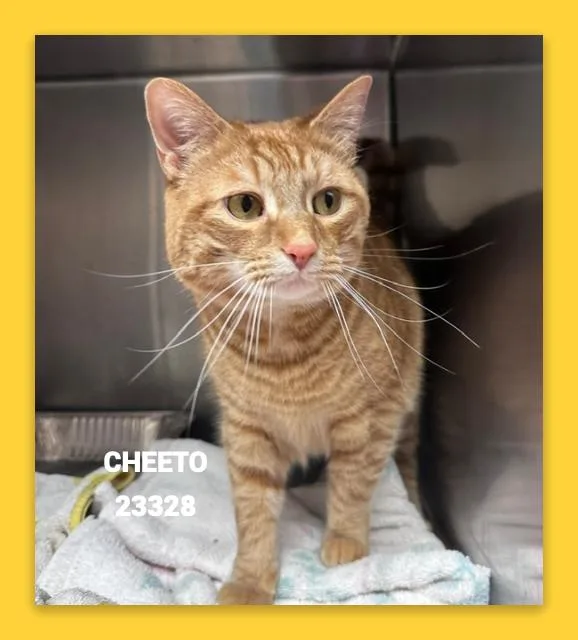 Cheeto thumbnail 3