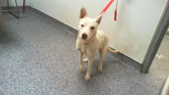 A young medium-sized female Siberian Husky dog named Manon for adoption in Charlotte, NC