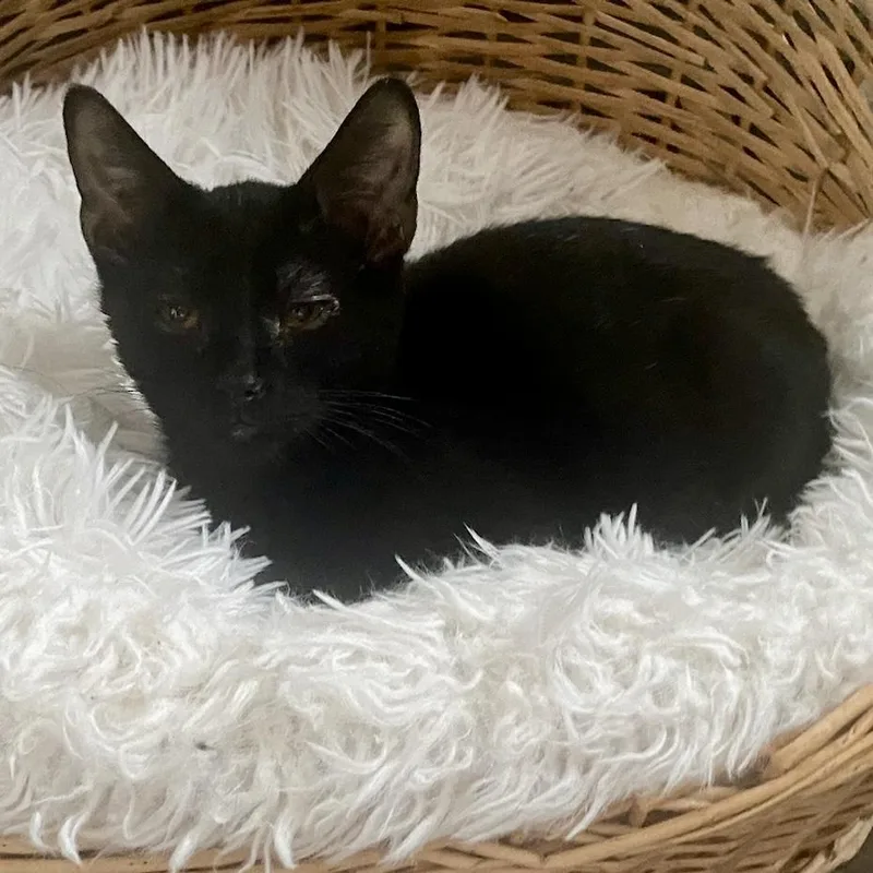 Remi