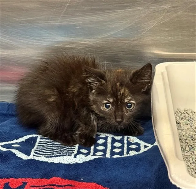 A baby small-sized female Domestic Short Hair cat named Paprika for adoption in Conroe, TX