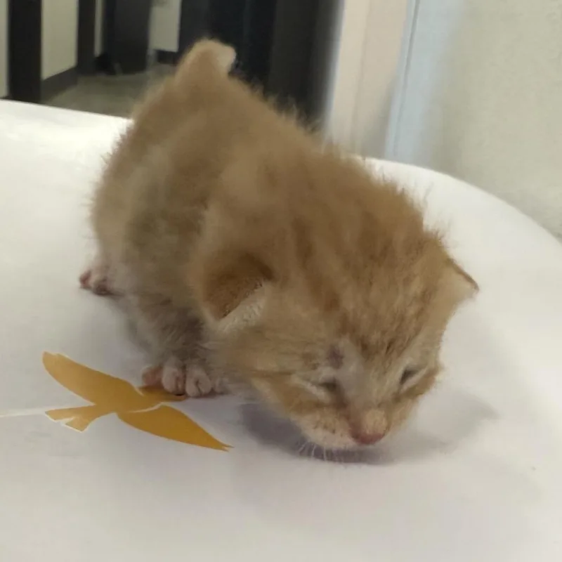 A young medium-sized female Domestic Short Hair cat named Jinx for adoption in Tampa, FL