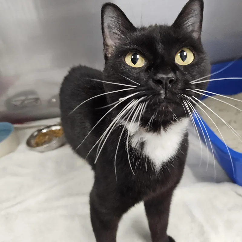 An adult medium-sized female Domestic Short Hair cat named Eclipse for adoption in Medfield, MA