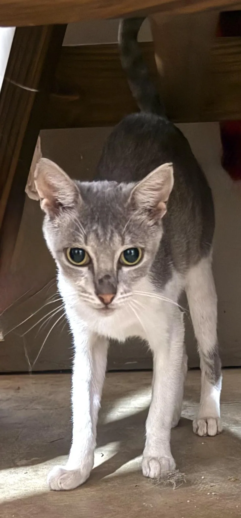 A baby medium-sized female American Shorthair cat named Clickbait for adoption in Long Beach, CA
