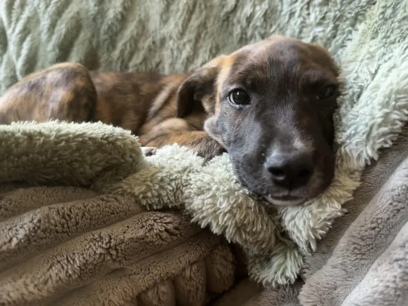 A baby medium-sized female Brindle Afghan Hound dog named Brenda Lee for adoption in Cordova, TN