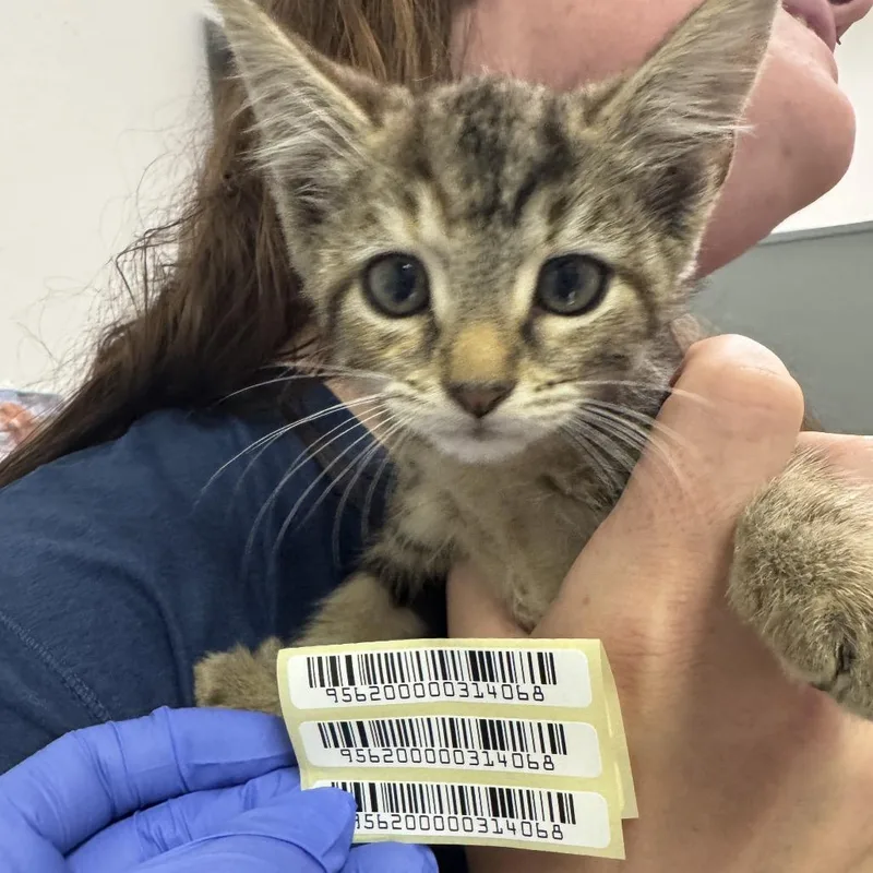 A baby small-sized female Domestic Medium Hair cat named Ring Pop for adoption in Charleston, WV