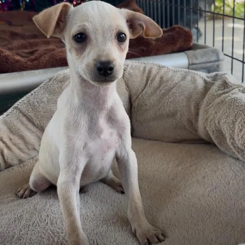 A baby small-sized male White / Cream Chihuahua dog named Alvin for adoption in West Islip, NY