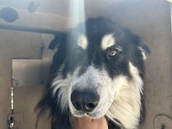 An adult medium-sized male Siberian Husky dog named Muligan for adoption in Victorville, CA