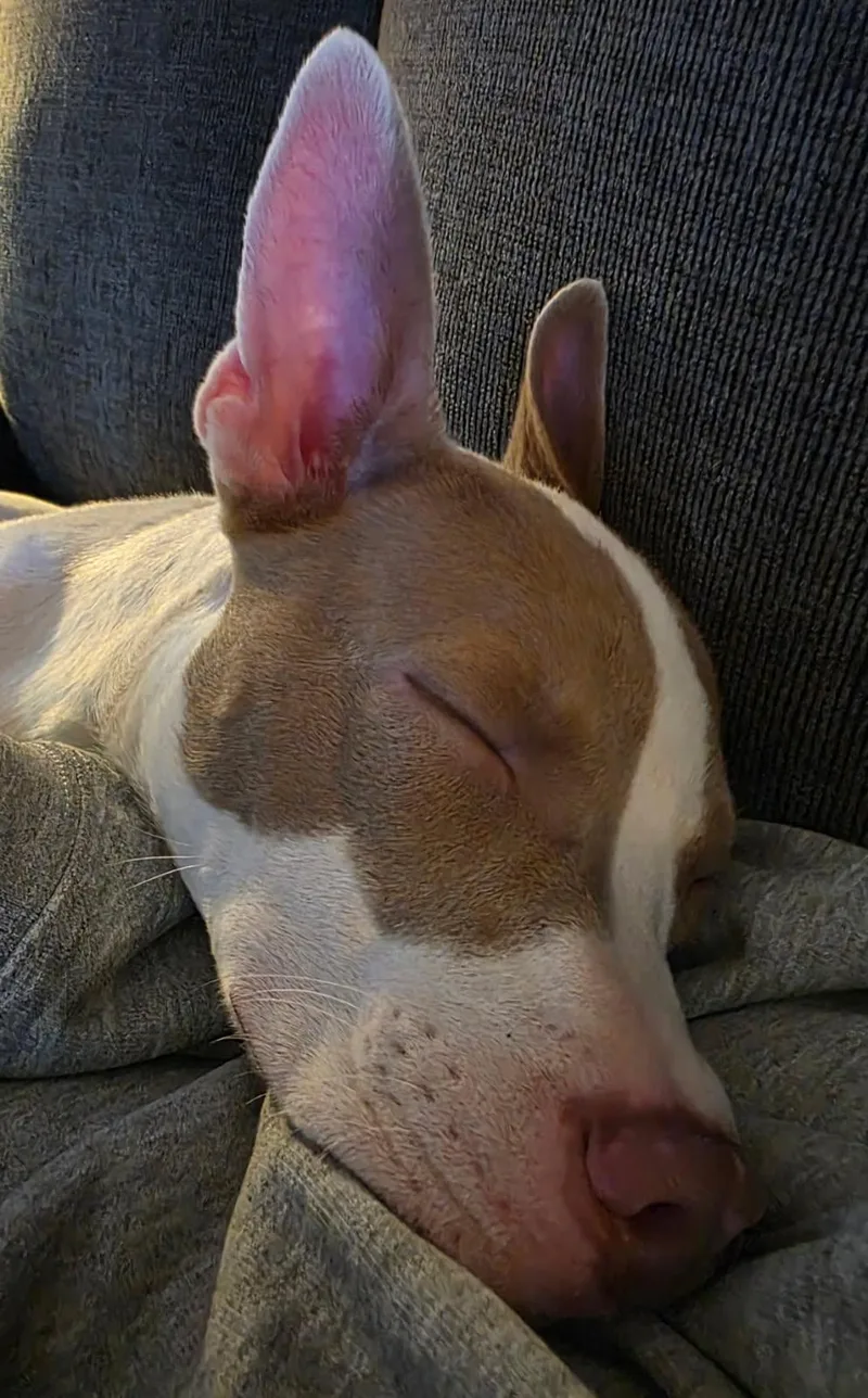 A young medium-sized female American Staffordshire Terrier dog named Circa for adoption in Wheaton, IL