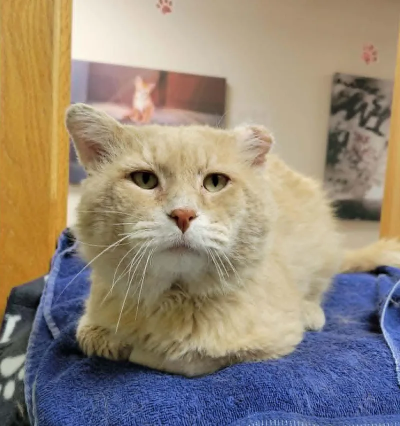 An adult medium-sized male Domestic Short Hair cat named Bismarck for adoption in Portage, WI