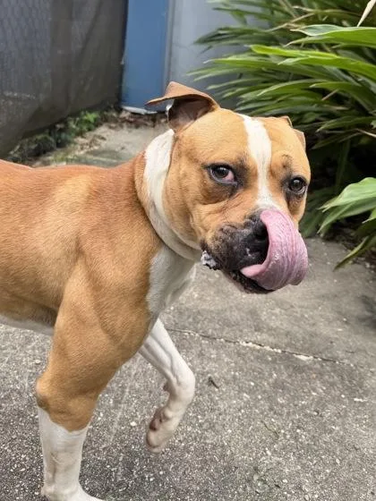 An adult large-sized male Pit Bull Terrier dog named Woody for adoption in New Orleans, LA