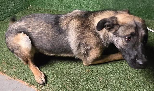 Charlie Dreambuilder