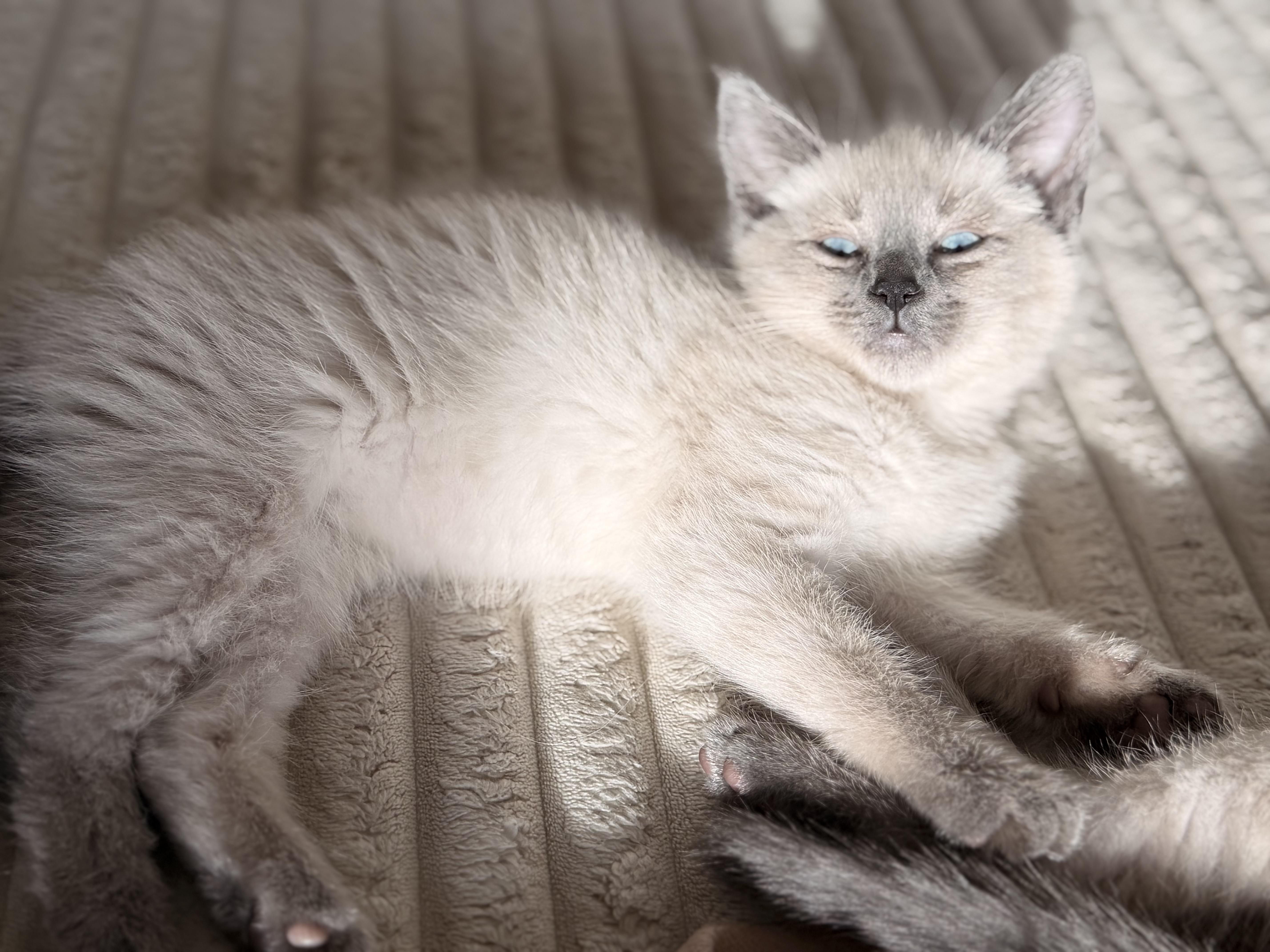A baby medium-sized male Siamese cat named Boy Dora for adoption in Ephrata, WA
