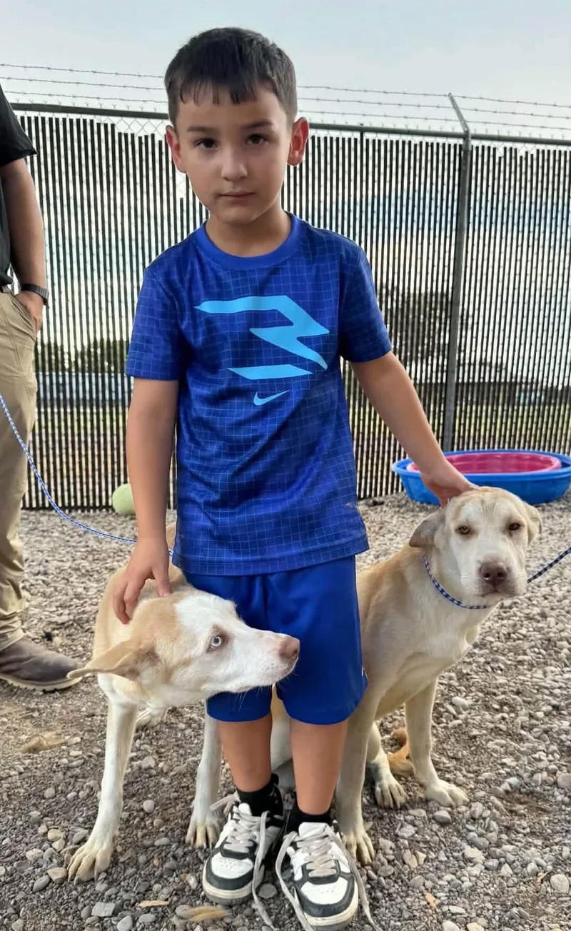 A baby medium-sized female Apricot / Beige Shar-Pei dog named Missy for adoption in Estes Park, CO