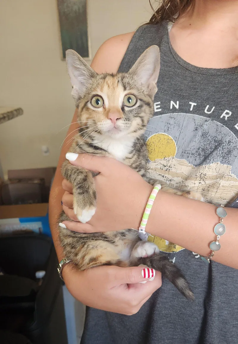 A young medium-sized female Domestic Short Hair cat named Julia for adoption in McKinney, TX