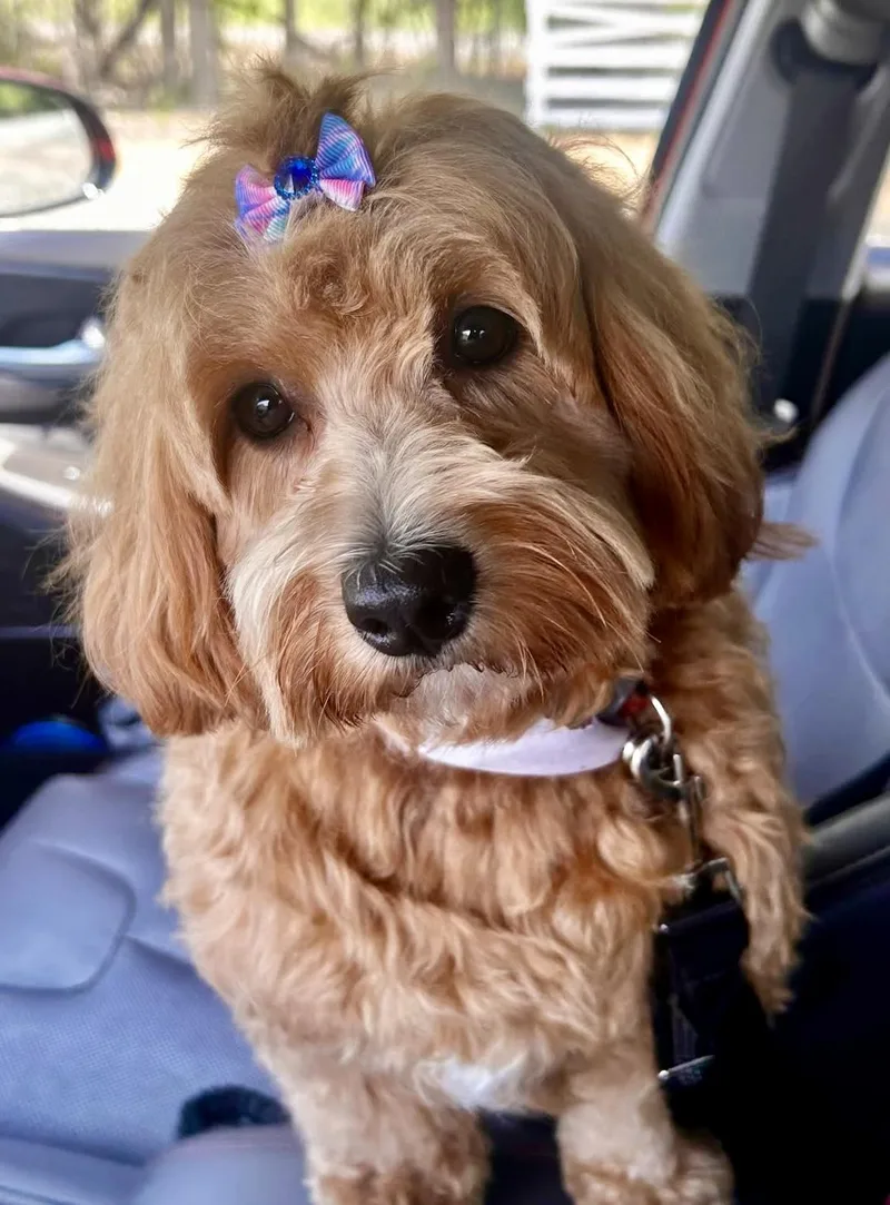 A baby small-sized female Cockapoo dog named Goldie for adoption in Norfolk, VA