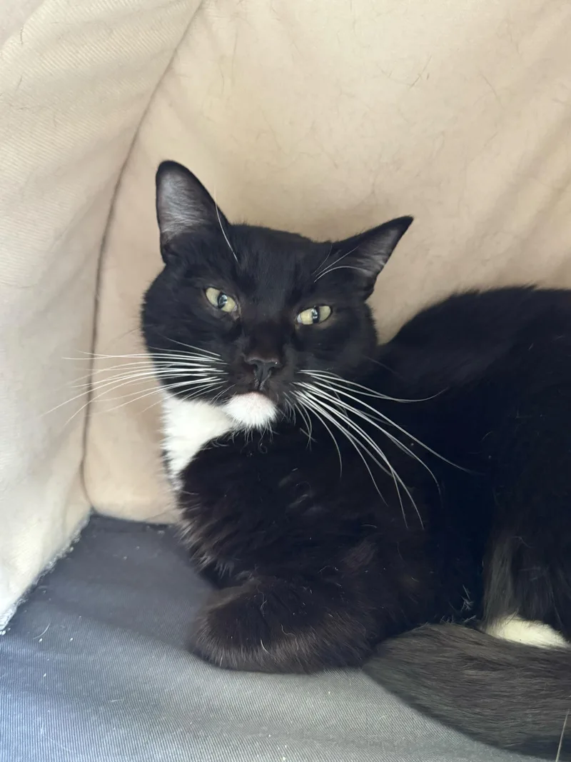 An adult medium-sized male Black & White / Tuxedo Domestic Short Hair cat named Vincent for adoption in Pacific Palisades, CA