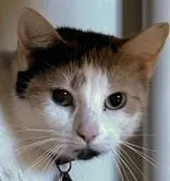 An adult medium-sized female Calico Domestic Short Hair cat named Elle J for adoption in Lansing, MI