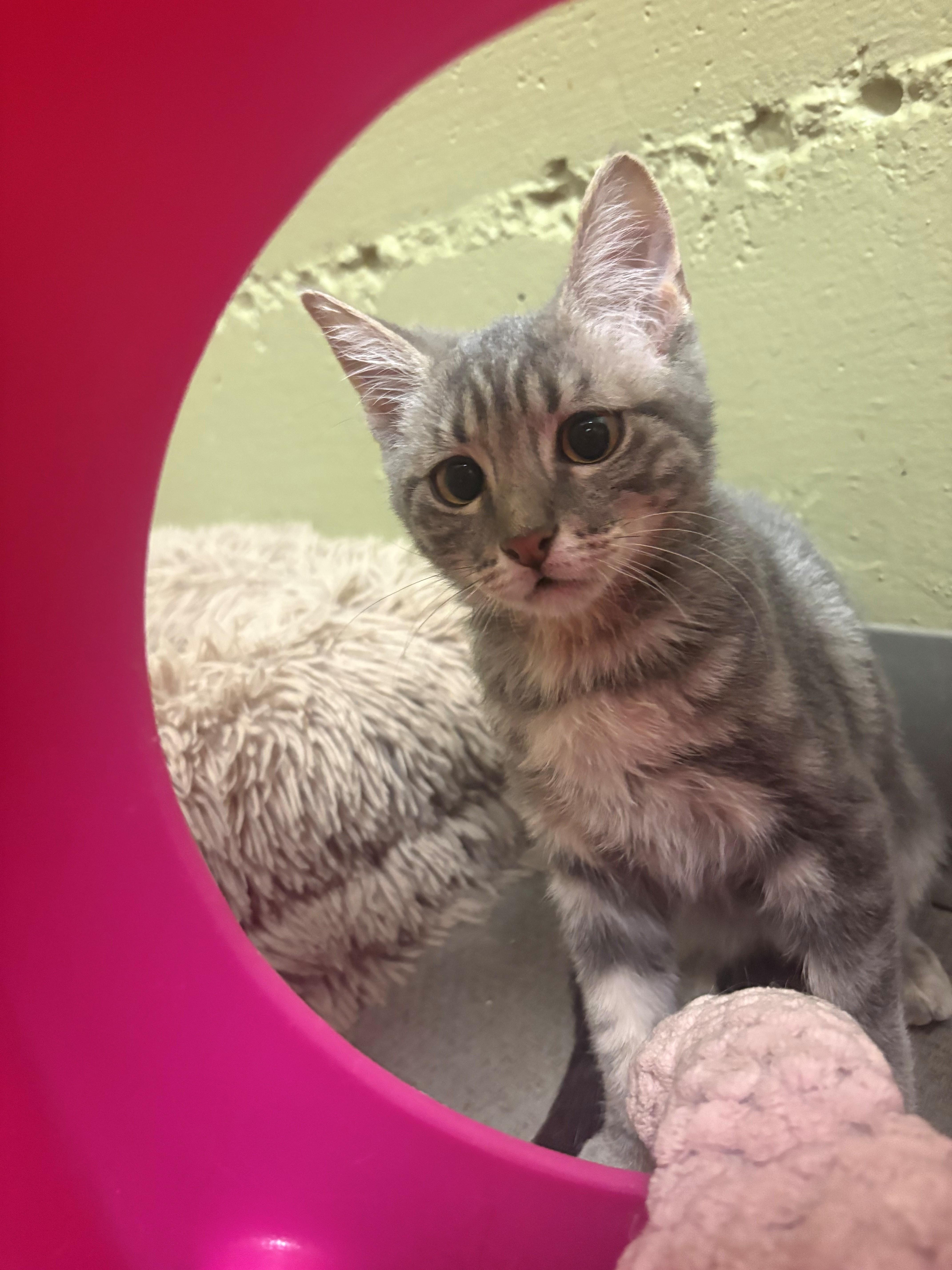 A baby small-sized male Tabby (Gray / Blue / Silver) Domestic Short Hair cat named Bert for adoption in Grass Valley, CA