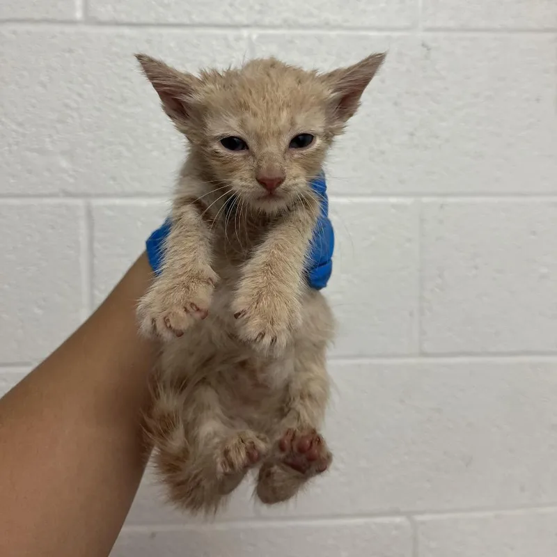 A baby small-sized male Domestic Short Hair cat named Indiana Jones I for adoption in Edinburg, TX